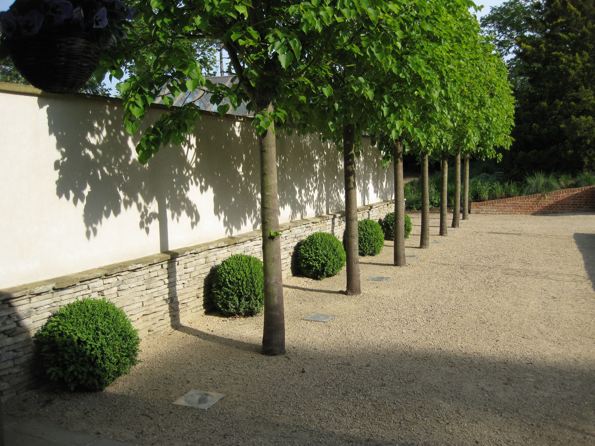 Tree Lined pathway with Buxus, Essex