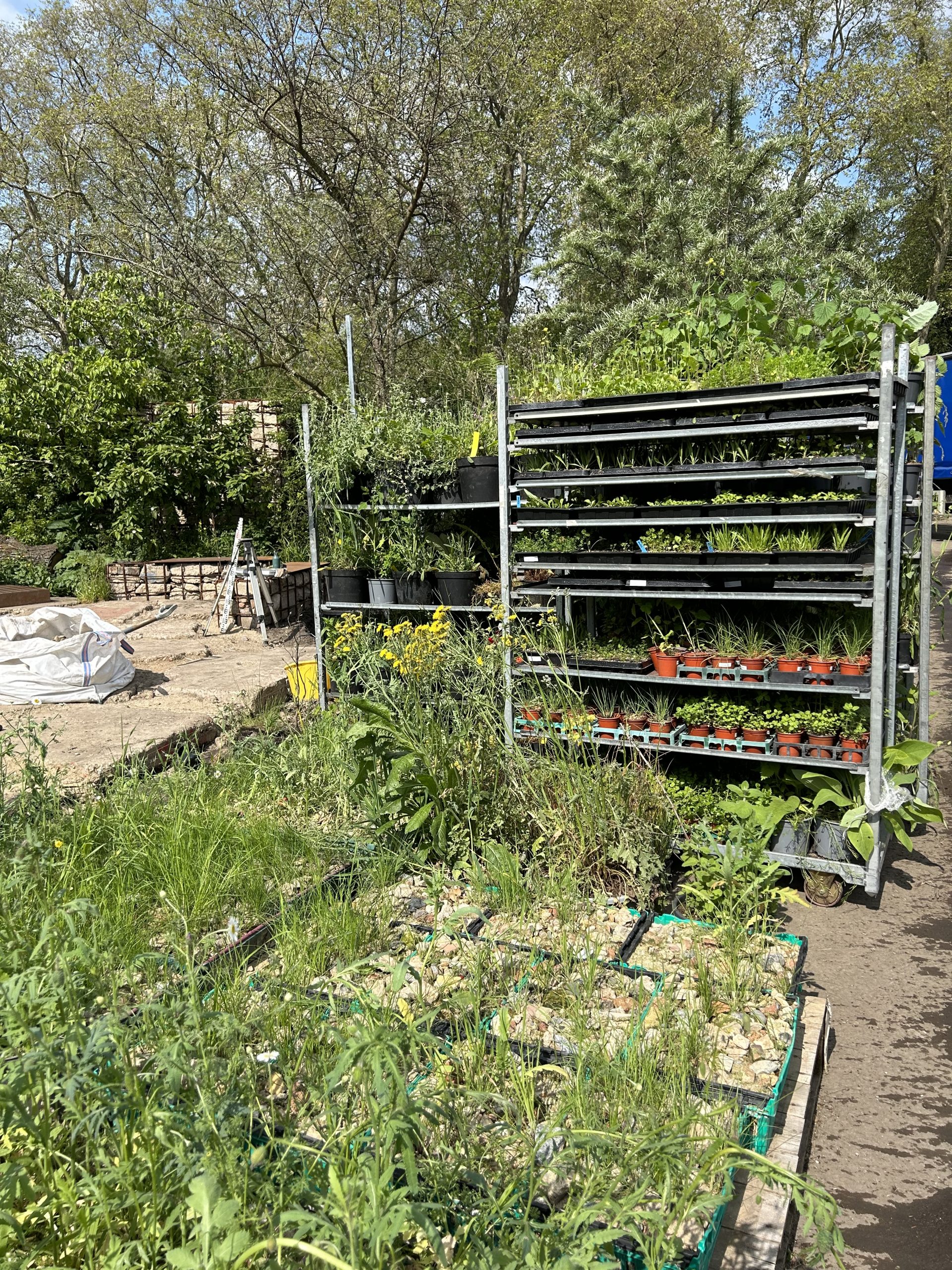 Plants stacked on trolleys ready to be planted