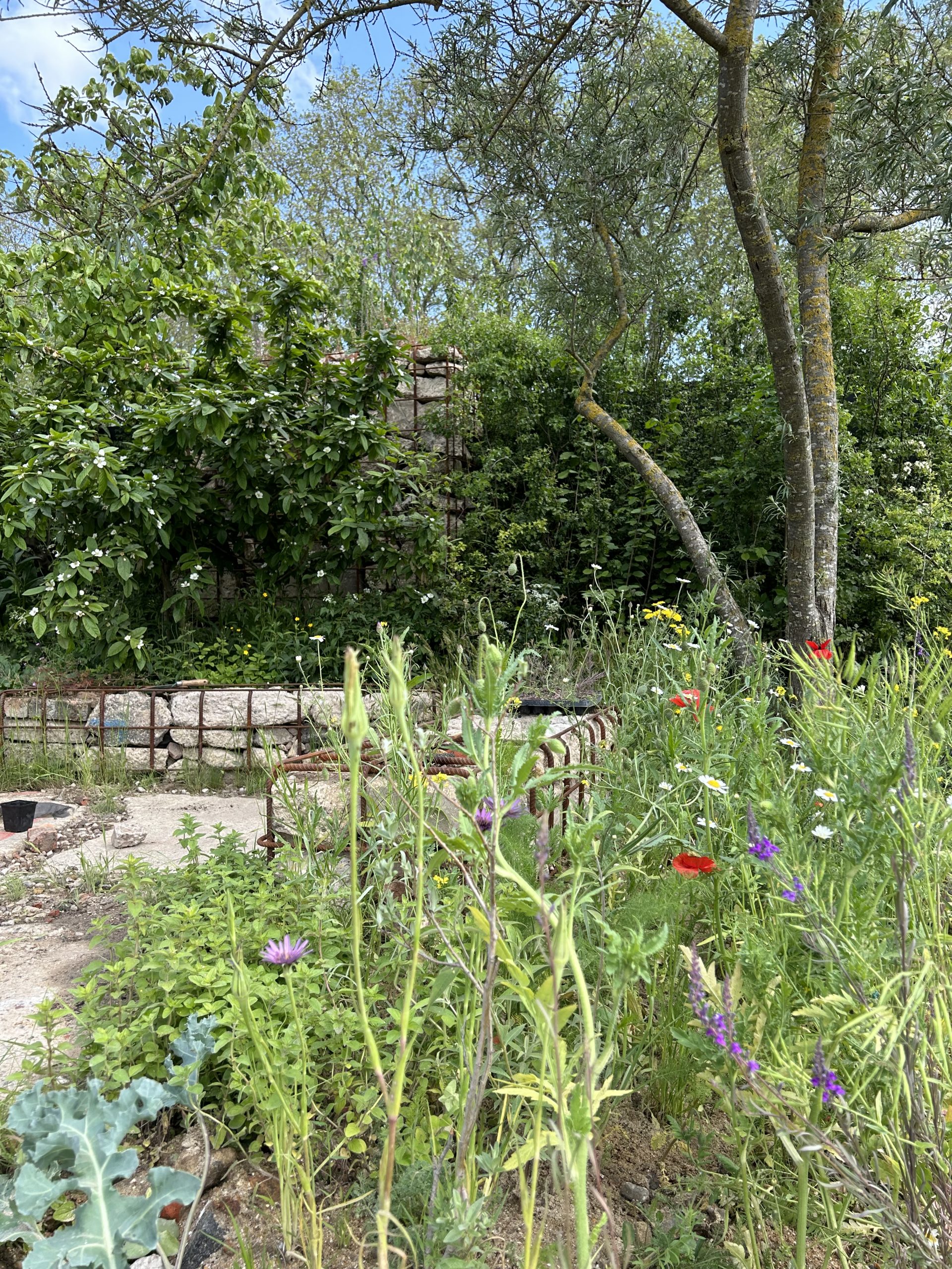 wildflower planting in a garden with flicks of red and purple colour looking in to area of concrete seating and trees in the background